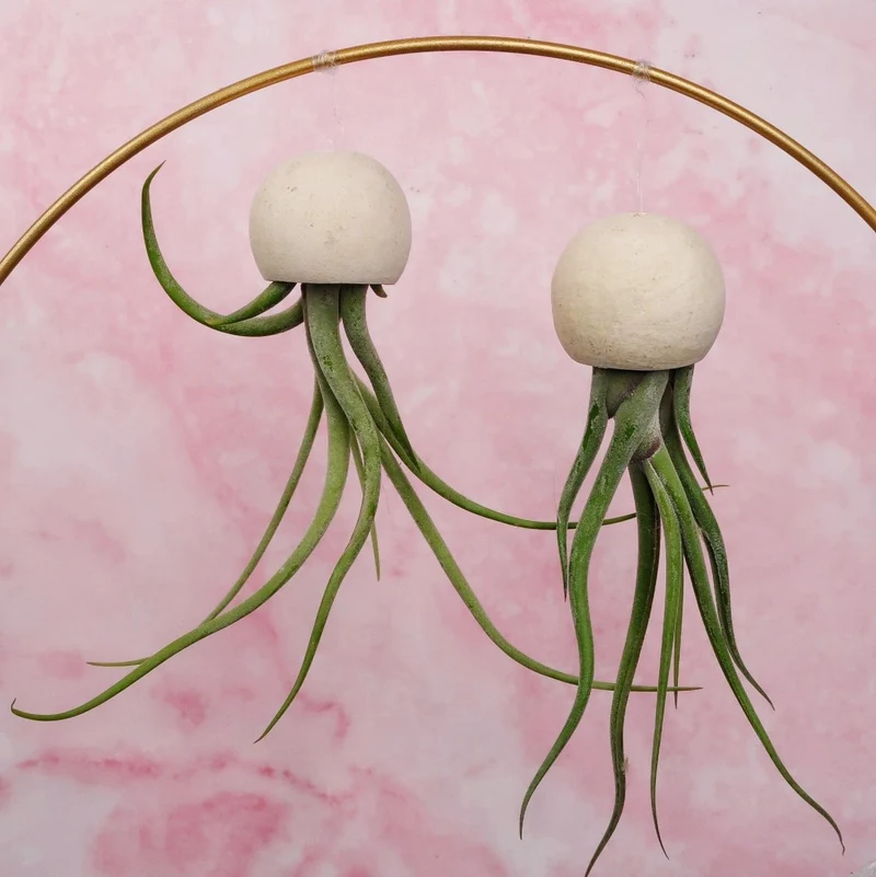 TILLANDSIA MEDUSAE BELLCUP - NATUR