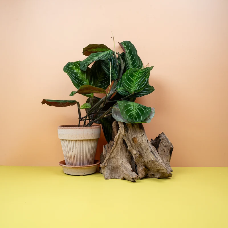 MARANTA SILVER BAND