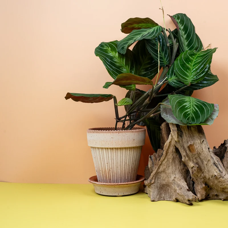 MARANTA SILVER BAND