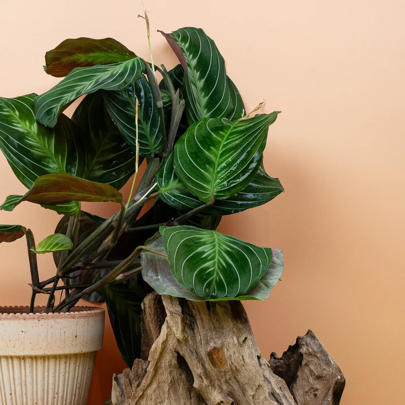 MARANTA SILVER BAND