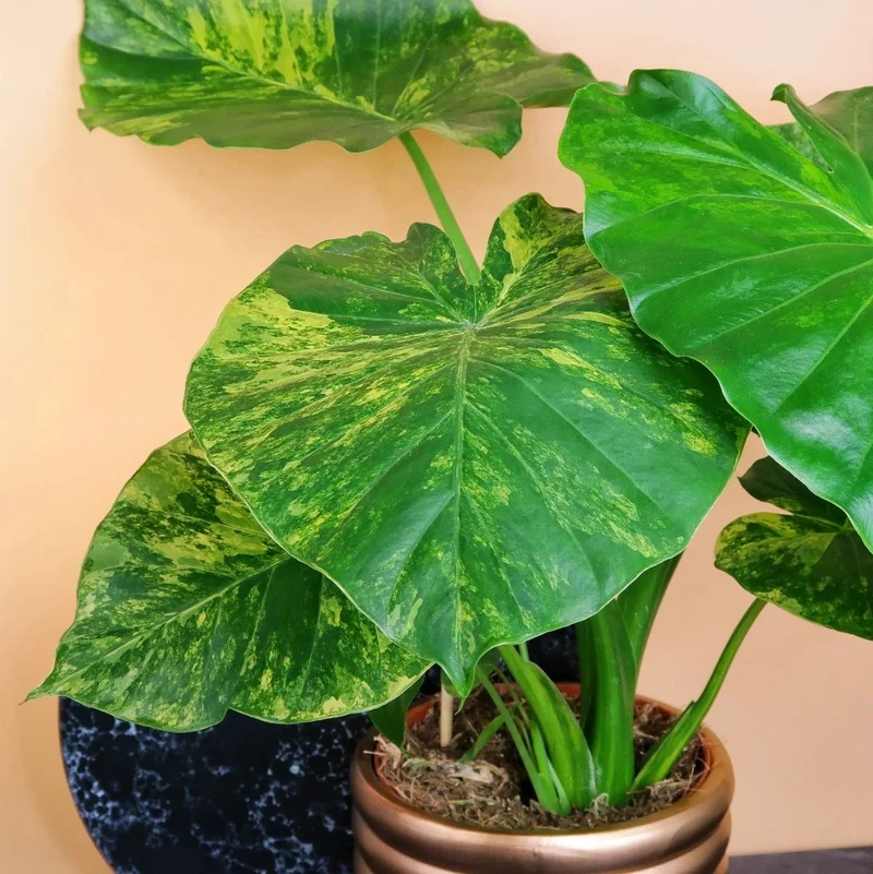 ALOCASIA GAGEANA VARIEGATA AUREA