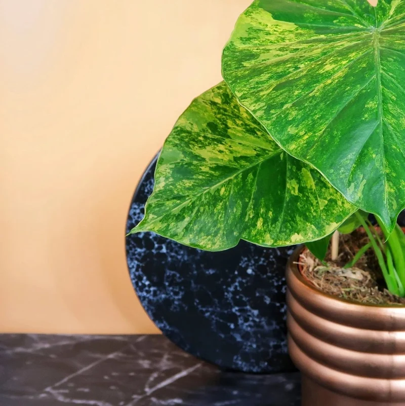 ALOCASIA GAGEANA VARIEGATA AUREA
