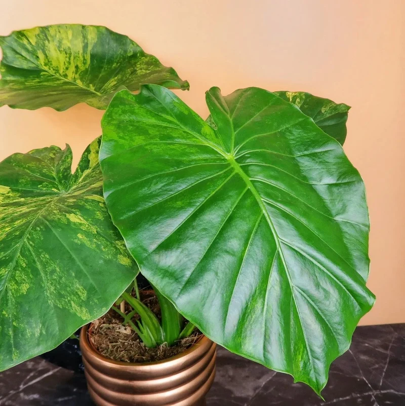 ALOCASIA GAGEANA VARIEGATA AUREA