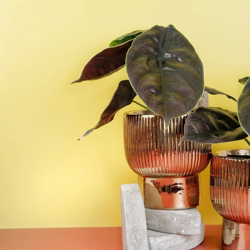 ALOCASIA AZLANII