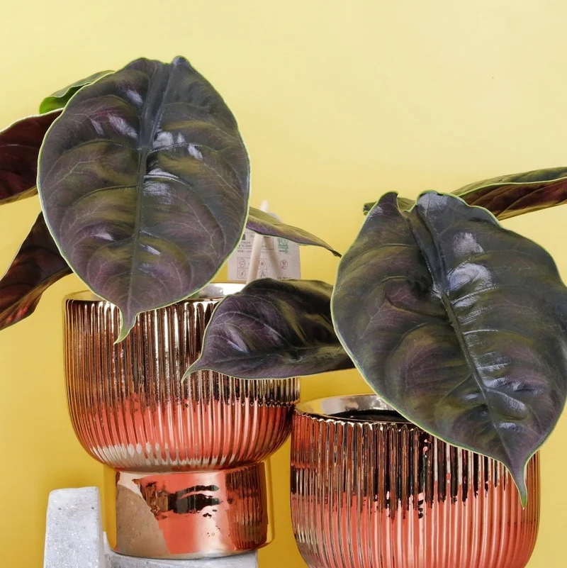ALOCASIA AZLANII