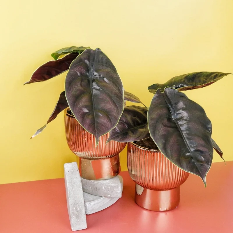 ALOCASIA AZLANII