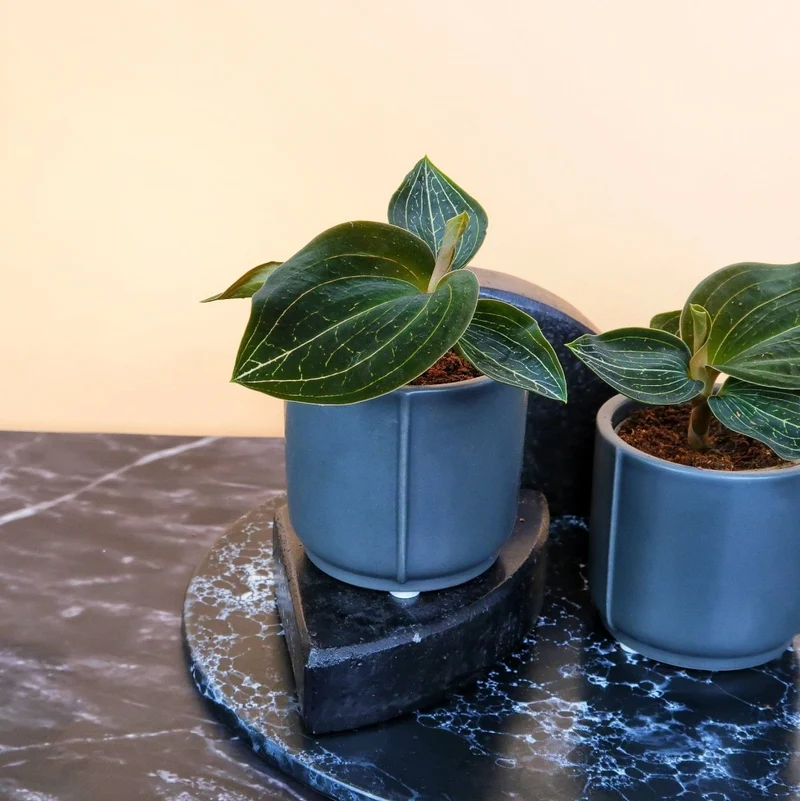 JEWEL ORCHID MACODES CITRINE