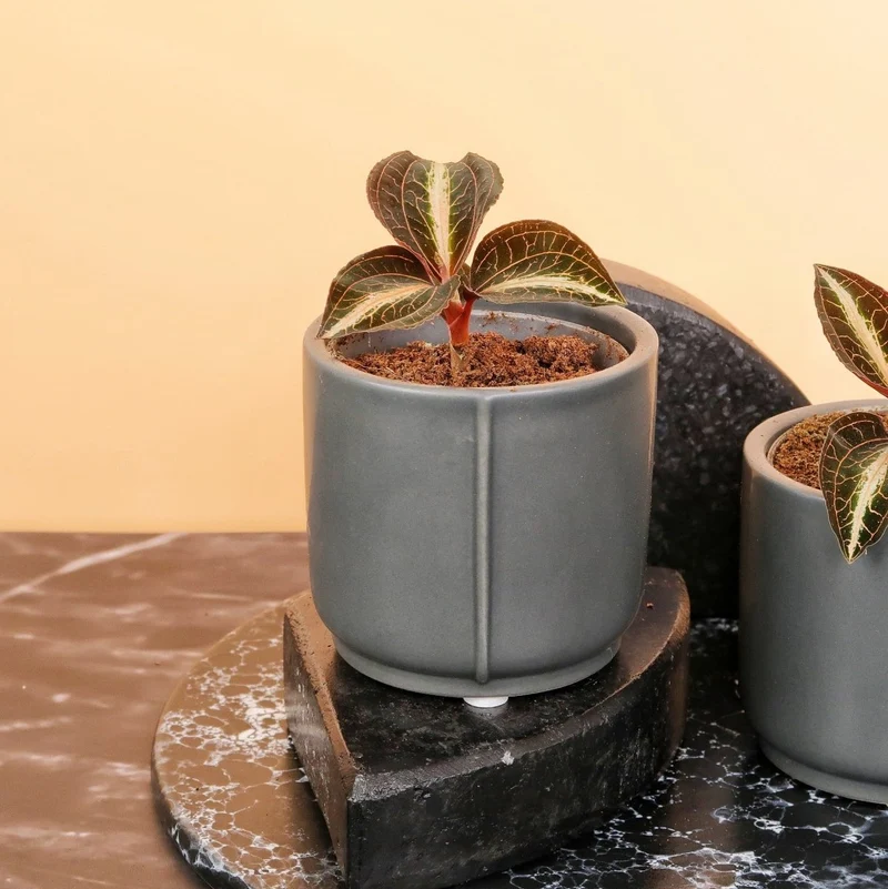 JEWEL ORCHID MACODES AMBER