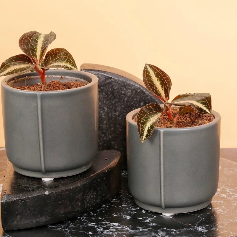 JEWEL ORCHID MACODES AMBER