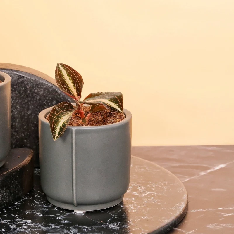 JEWEL ORCHID MACODES AMBER