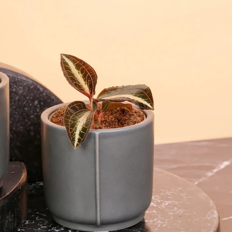 JEWEL ORCHID MACODES AMBER