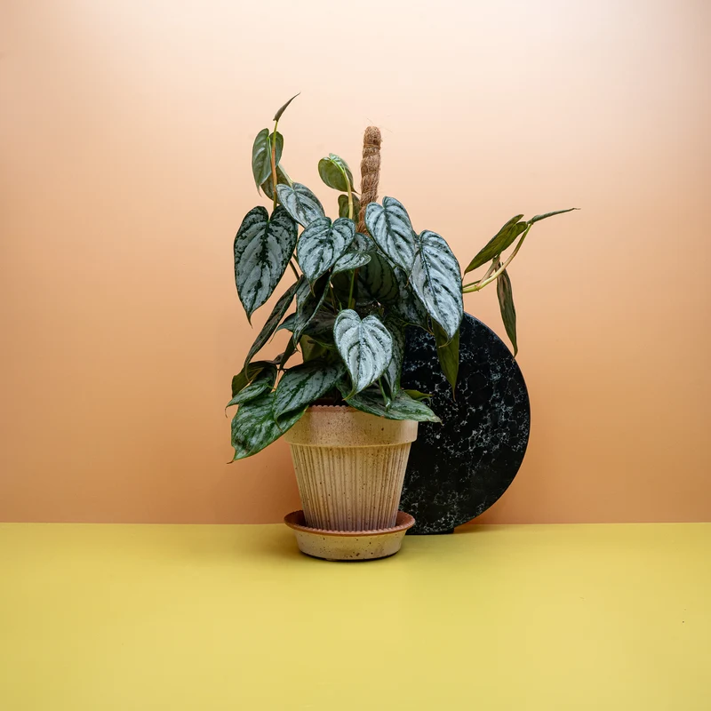 PHILODENDRON BRANDTIANUM