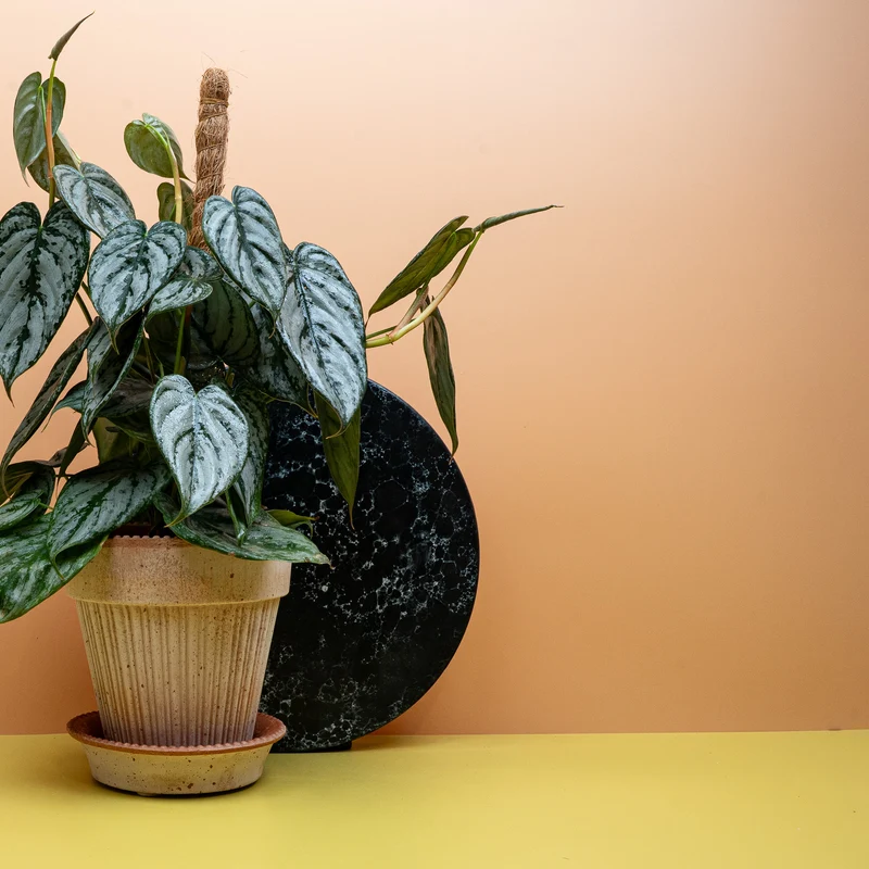 PHILODENDRON BRANDTIANUM