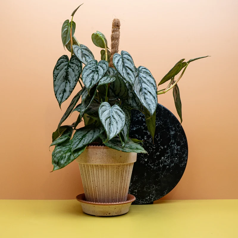 PHILODENDRON BRANDTIANUM