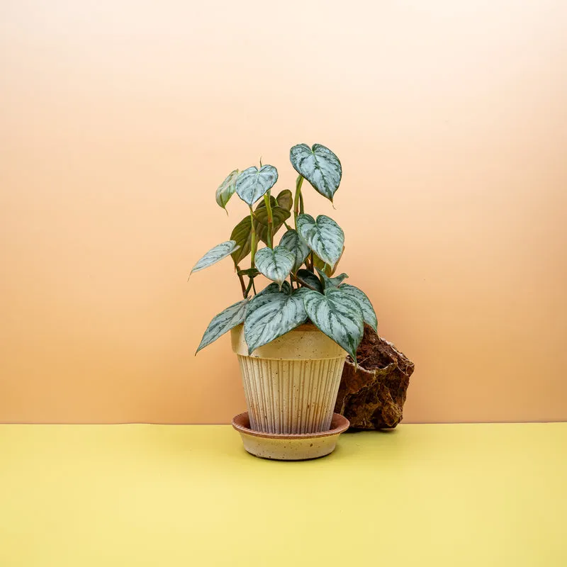 PHILODENDRON BRANDTIANUM