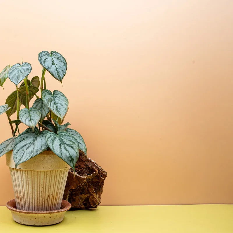 PHILODENDRON BRANDTIANUM
