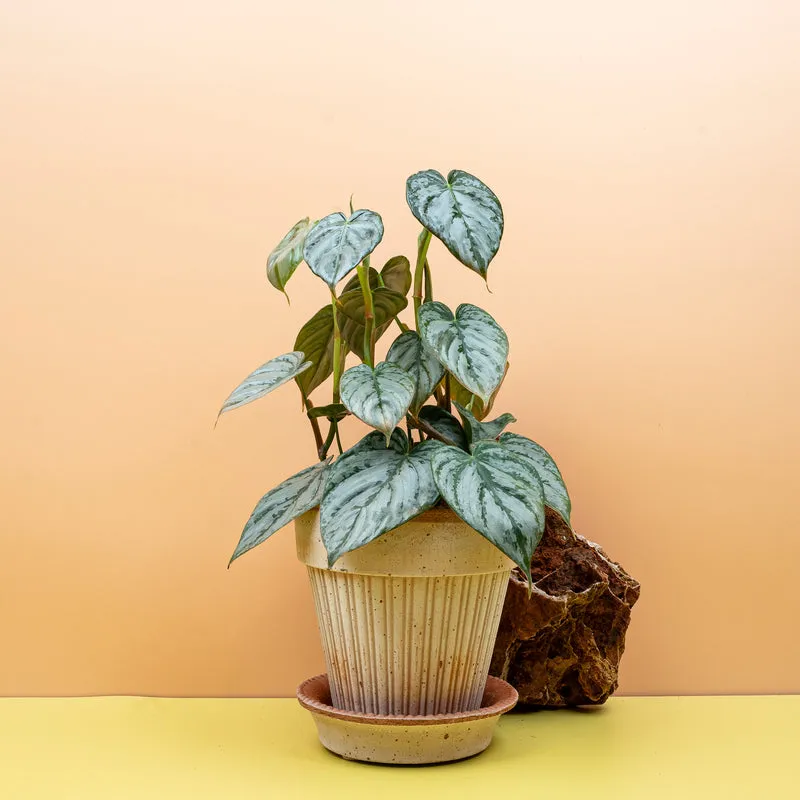 PHILODENDRON BRANDTIANUM