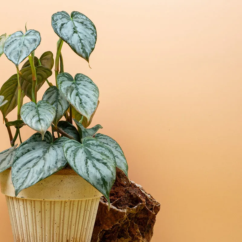 PHILODENDRON BRANDTIANUM