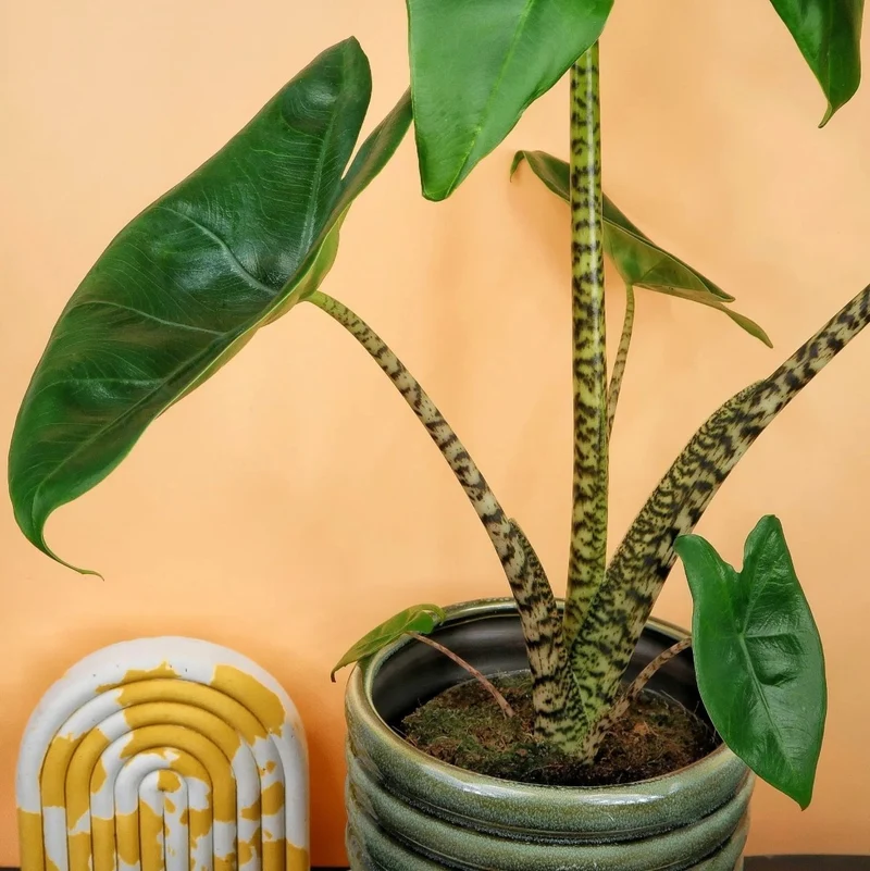 ALOCASIA ZEBRINA LITTLE