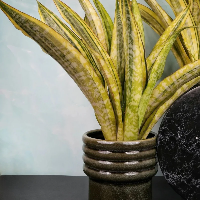 SANSEVIERIA LAUREN