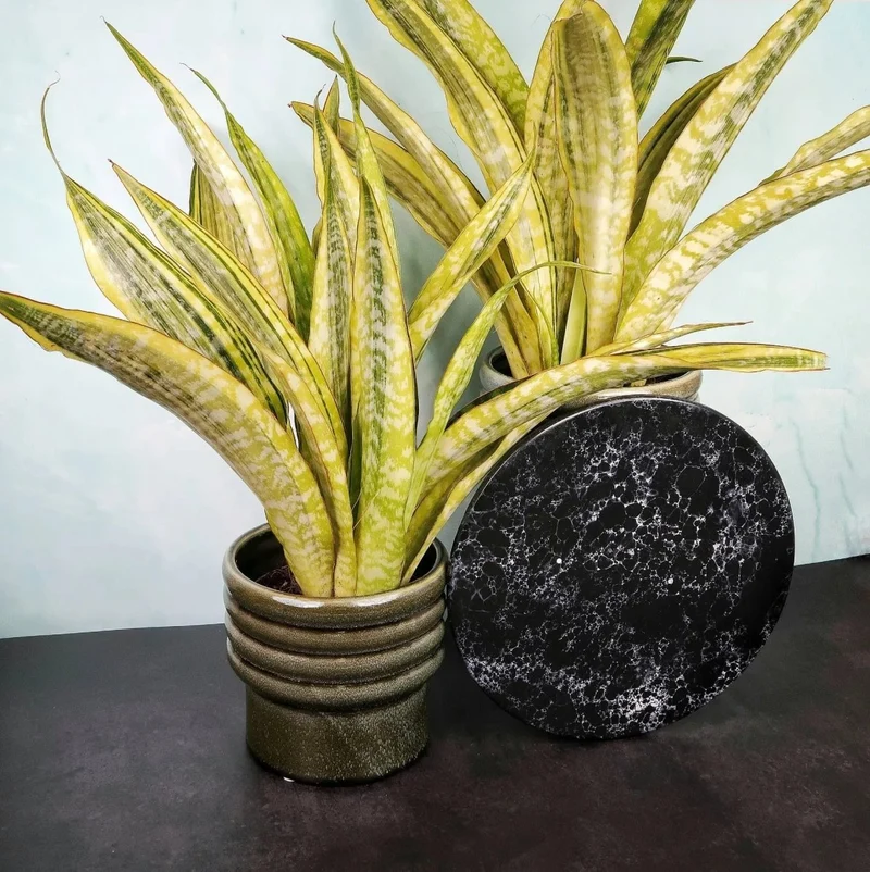 SANSEVIERIA LAUREN