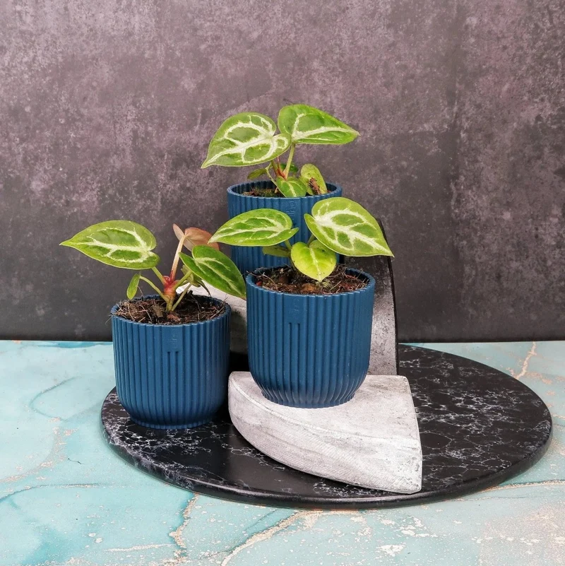 ANTHURIUM SILVER BLUSH
