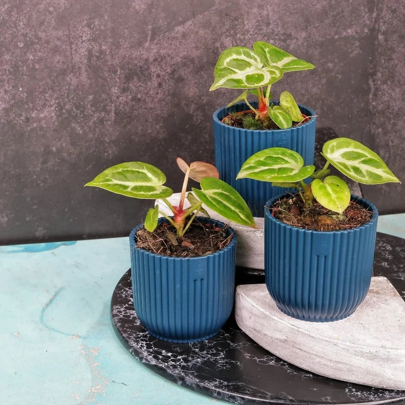 ANTHURIUM SILVER BLUSH