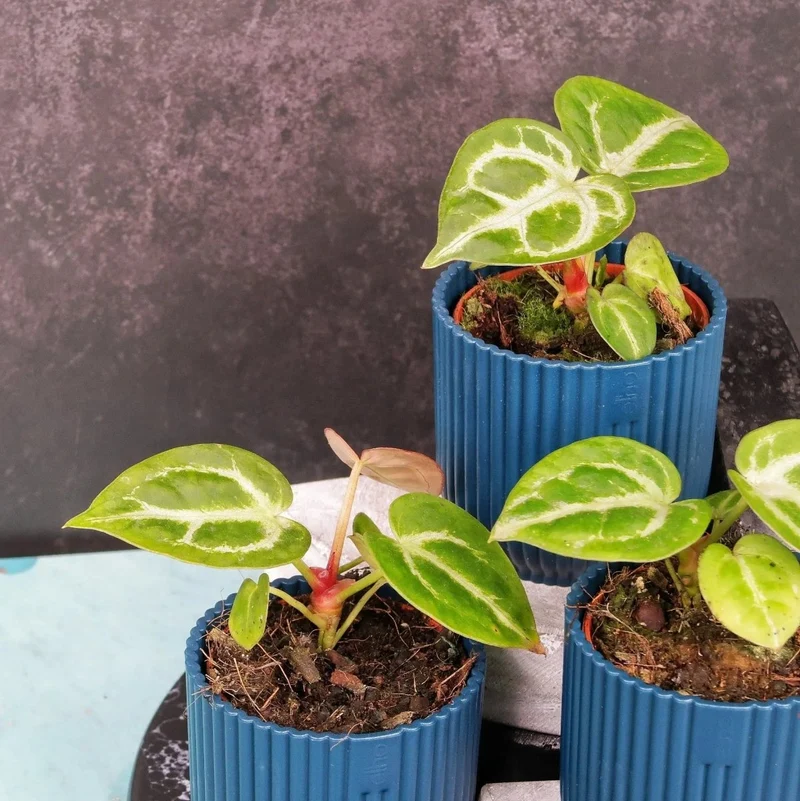 ANTHURIUM SILVER BLUSH