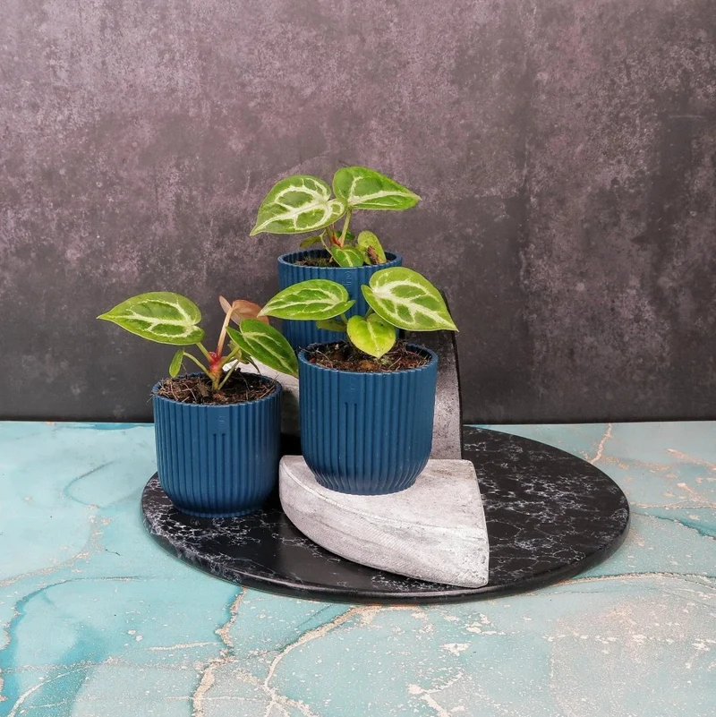 ANTHURIUM SILVER BLUSH