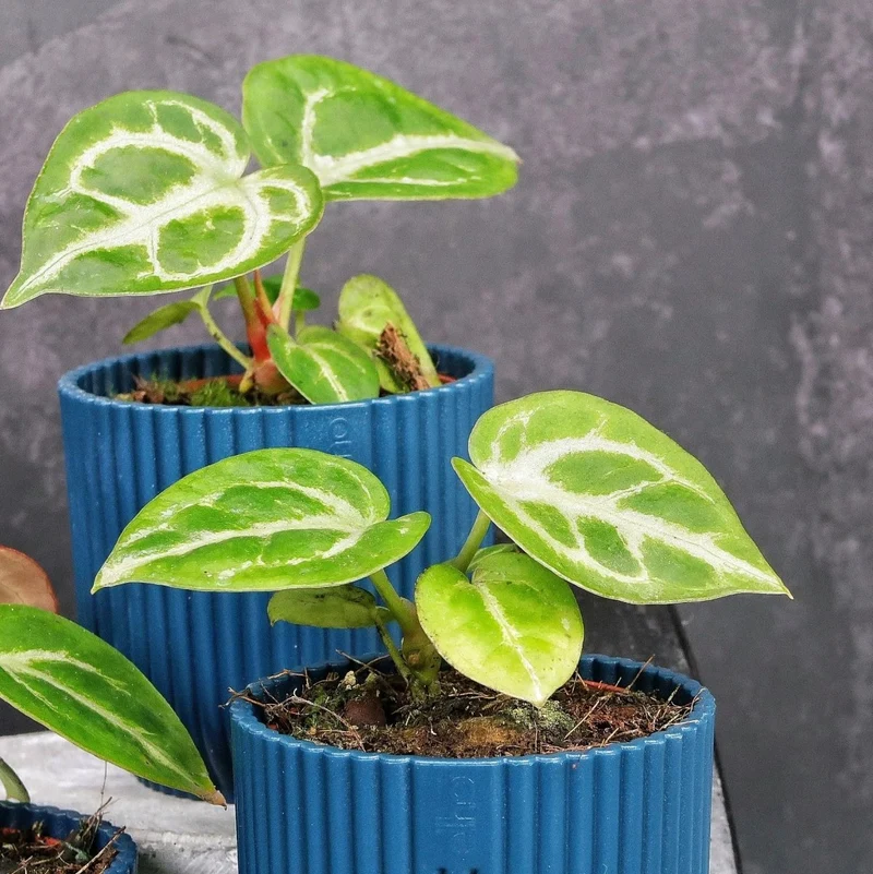 ANTHURIUM SILVER BLUSH