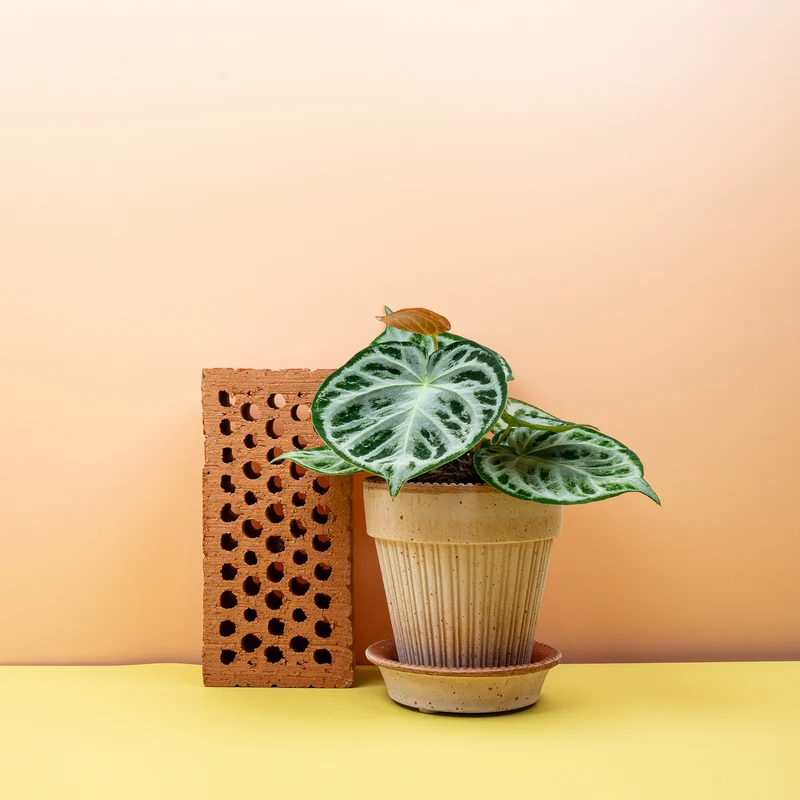 ANTHURIUM SILVER BLUSH