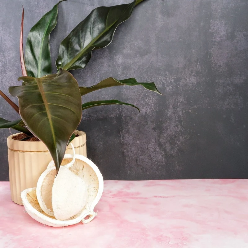 PHILODENDRON AUTUMN