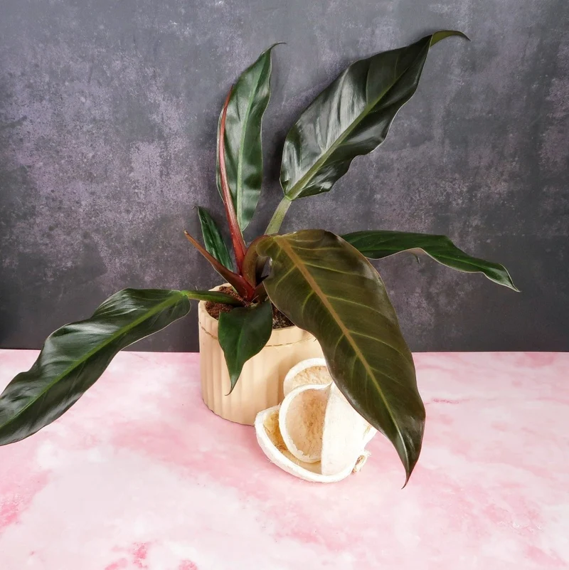 PHILODENDRON AUTUMN