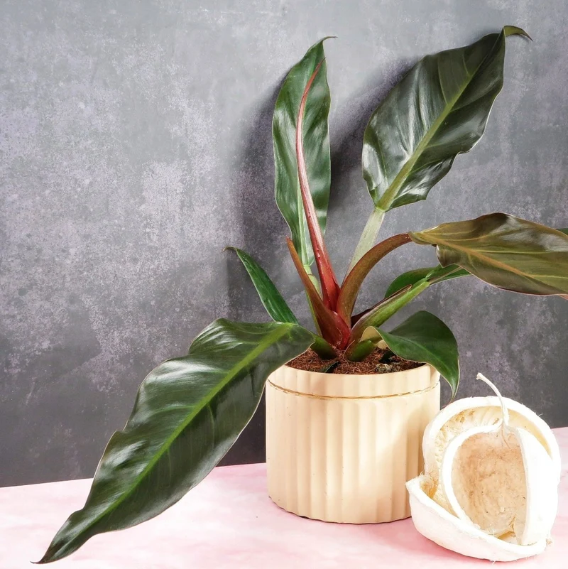 PHILODENDRON AUTUMN