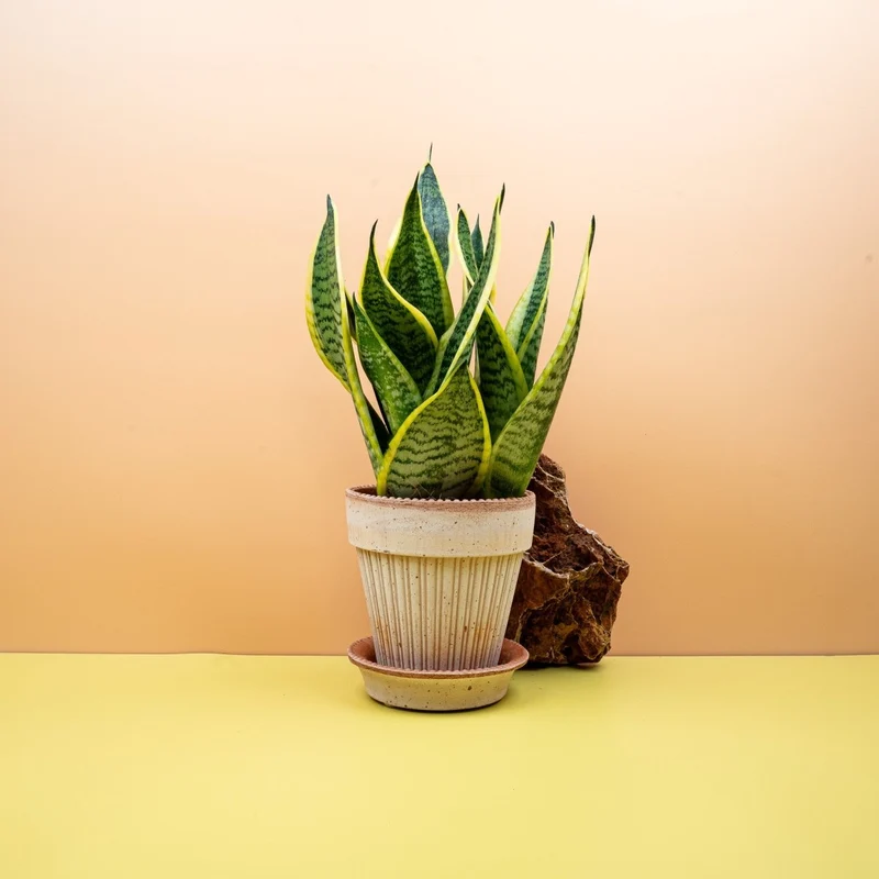 SANSEVIERIA FUTURA SUPERBA