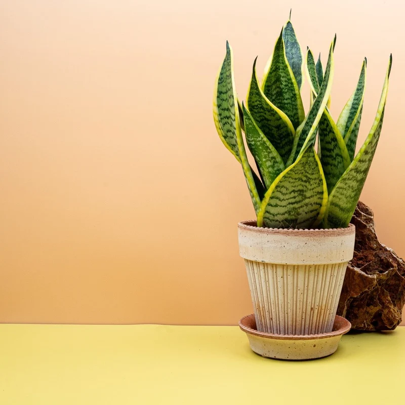 SANSEVIERIA FUTURA SUPERBA