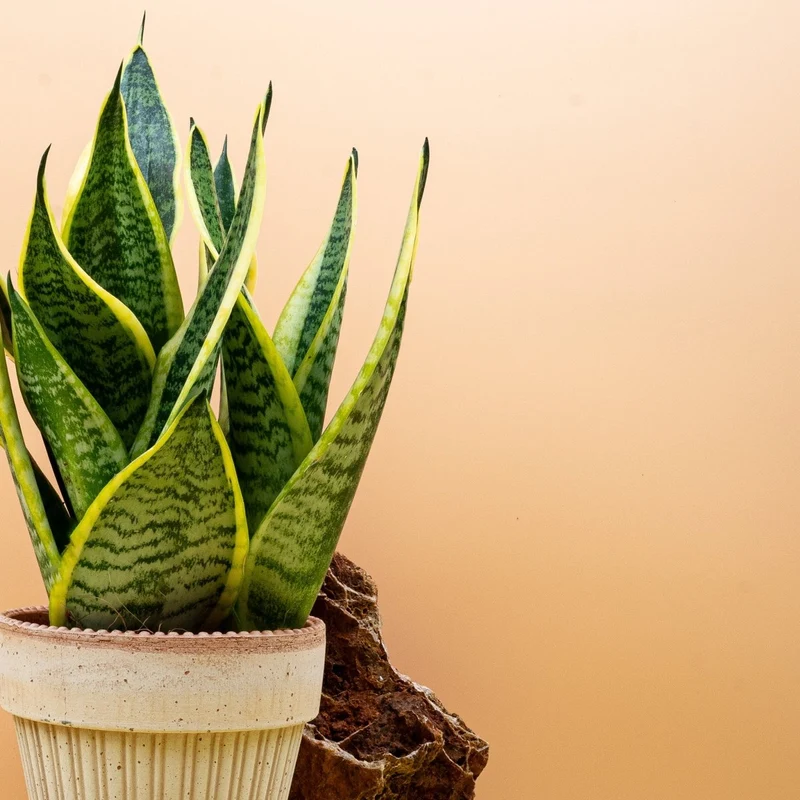 SANSEVIERIA FUTURA SUPERBA