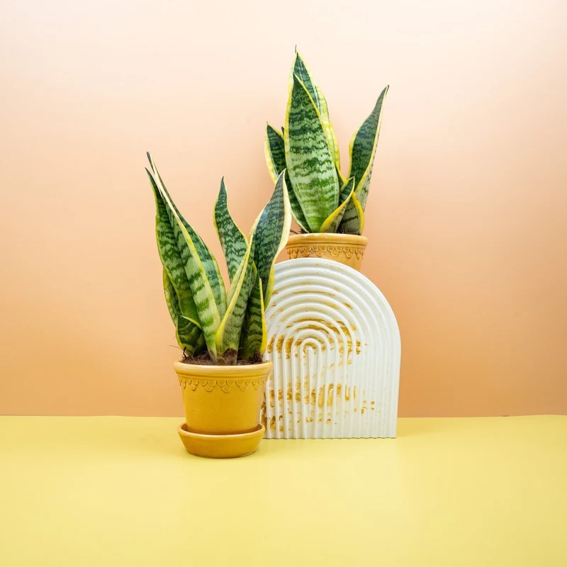 SANSEVIERIA FUTURA SUPERBA