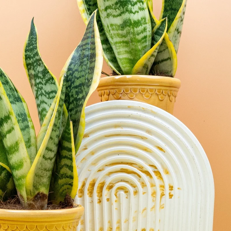 SANSEVIERIA FUTURA SUPERBA