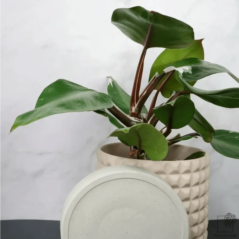 PHILODENDRON WHITE KNIGHT