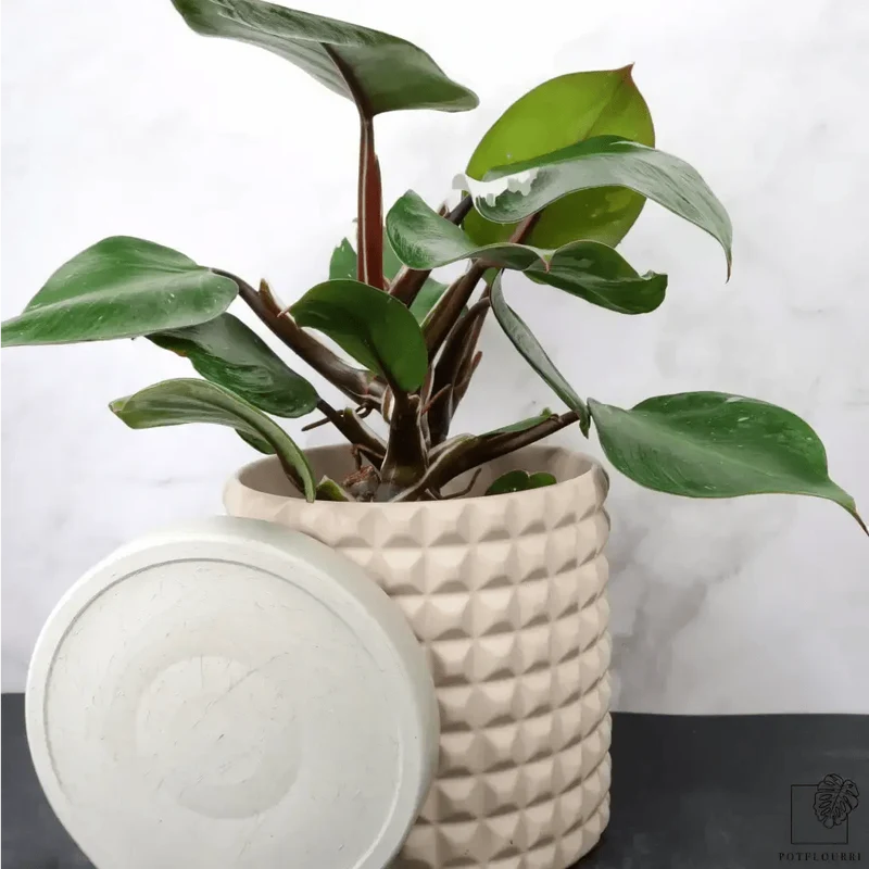 PHILODENDRON WHITE KNIGHT