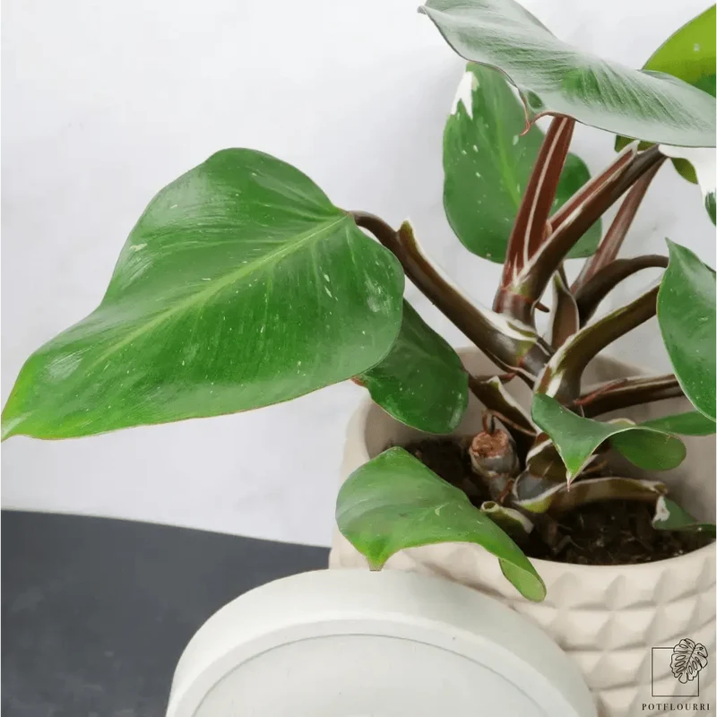 PHILODENDRON WHITE KNIGHT