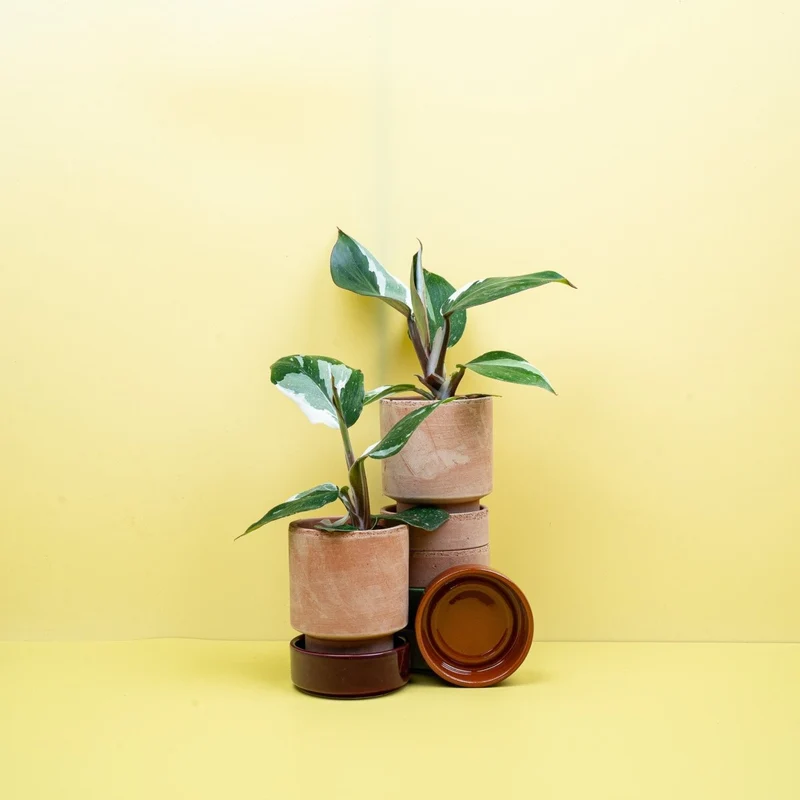 PHILODENDRON WHITE KNIGHT