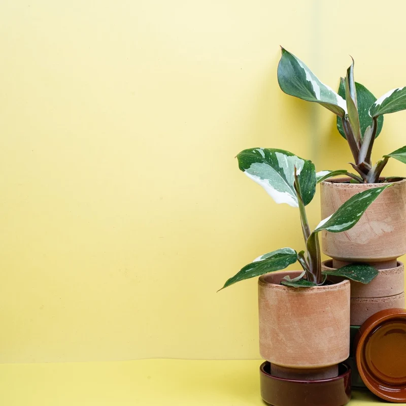 PHILODENDRON WHITE KNIGHT