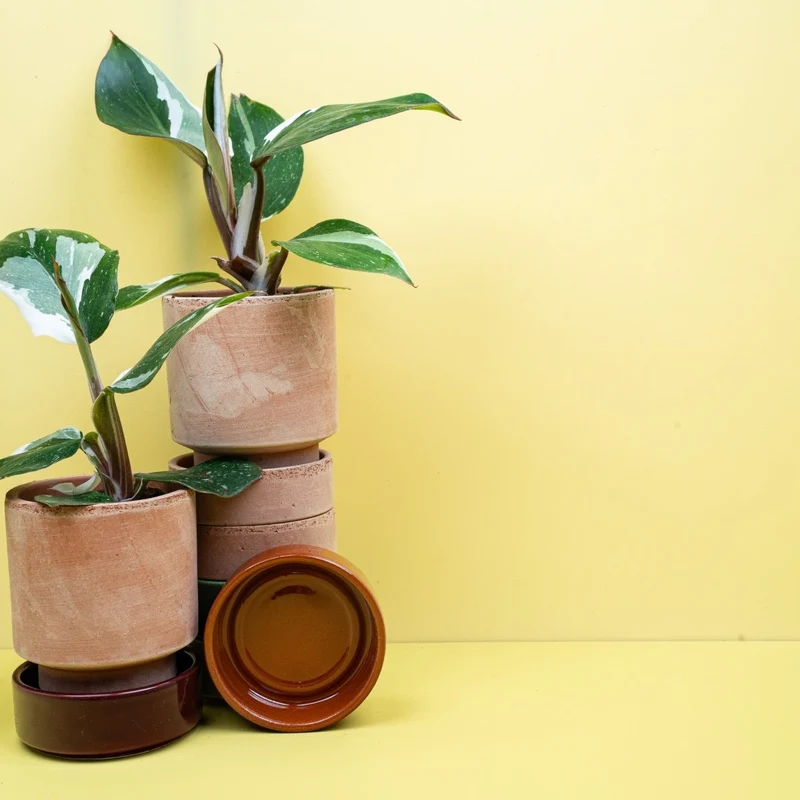 PHILODENDRON WHITE KNIGHT