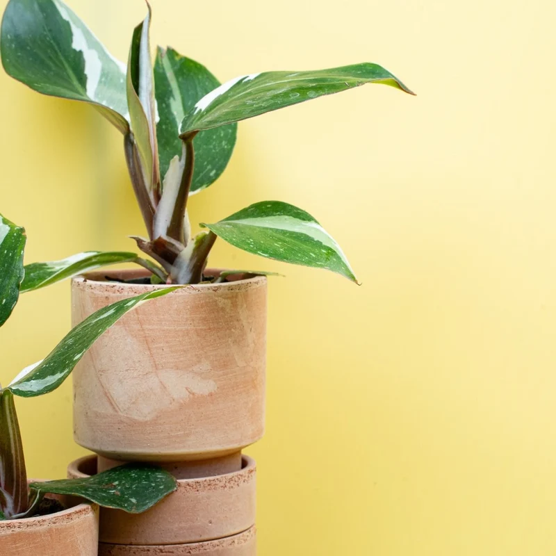 PHILODENDRON WHITE KNIGHT