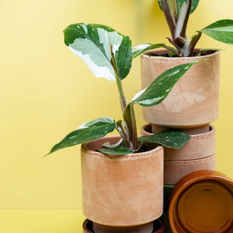 PHILODENDRON WHITE KNIGHT
