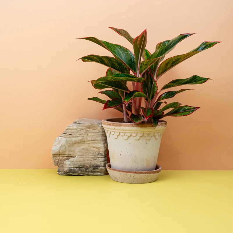 AGLAONEMA CRETE