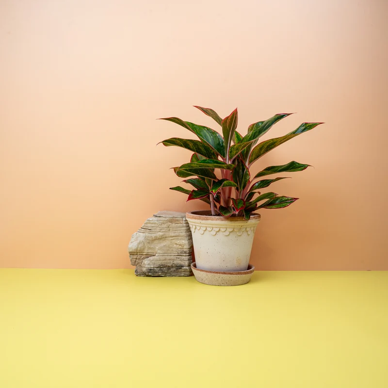 AGLAONEMA CRETE