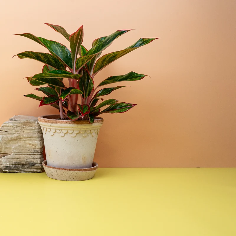 AGLAONEMA CRETE